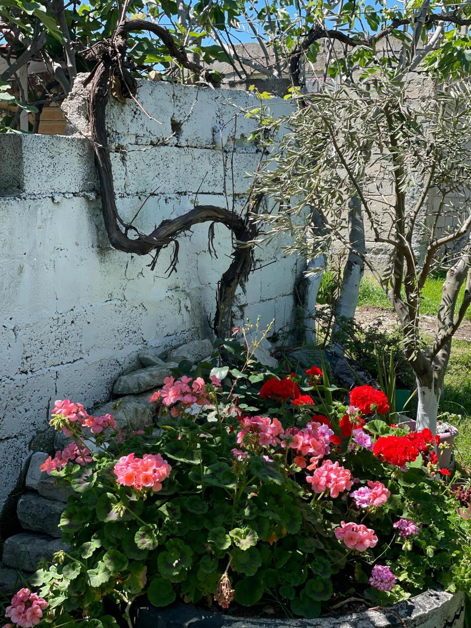 Villa Miracle Garden *