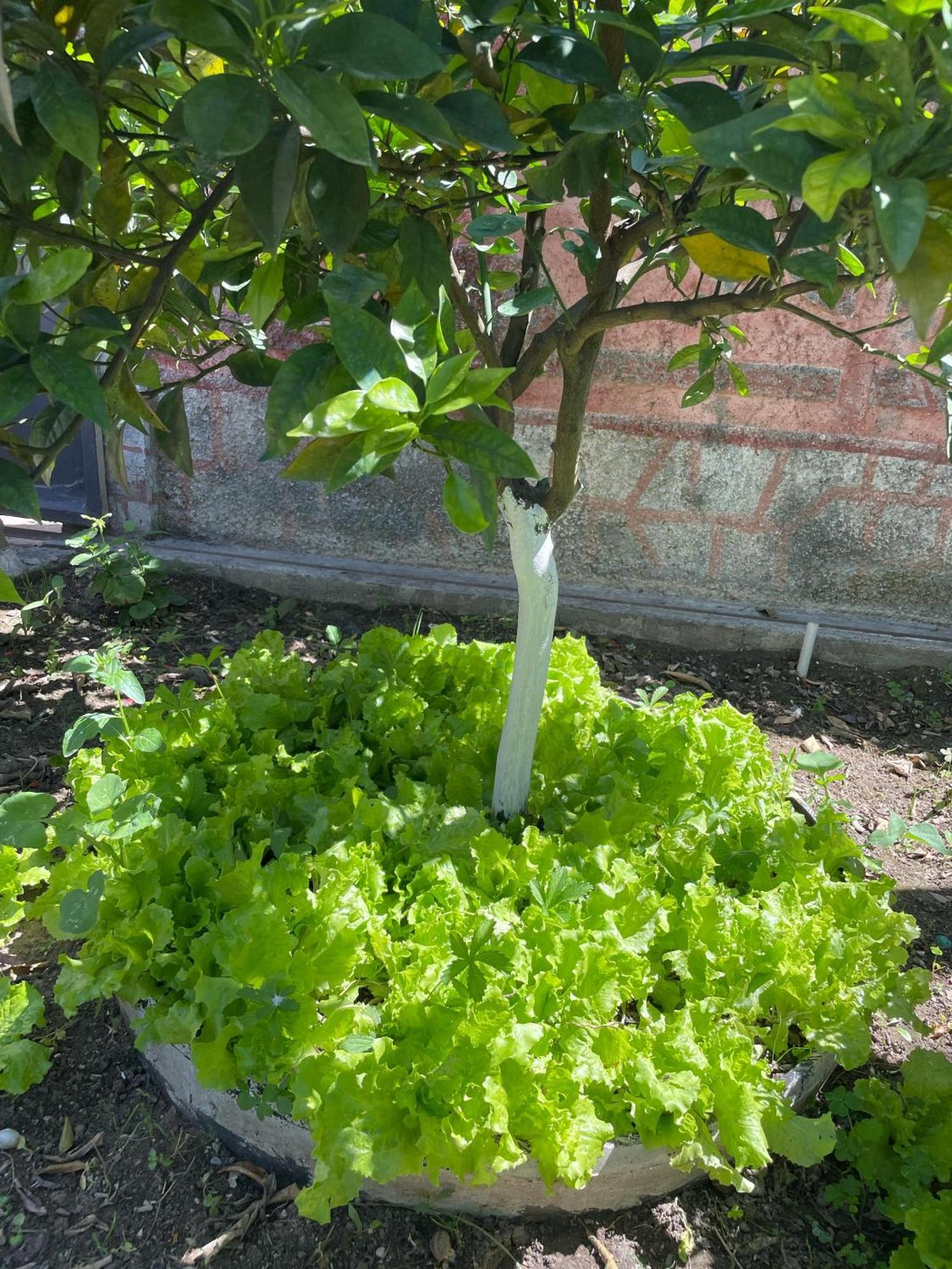 Miracle Garden * Vlorë