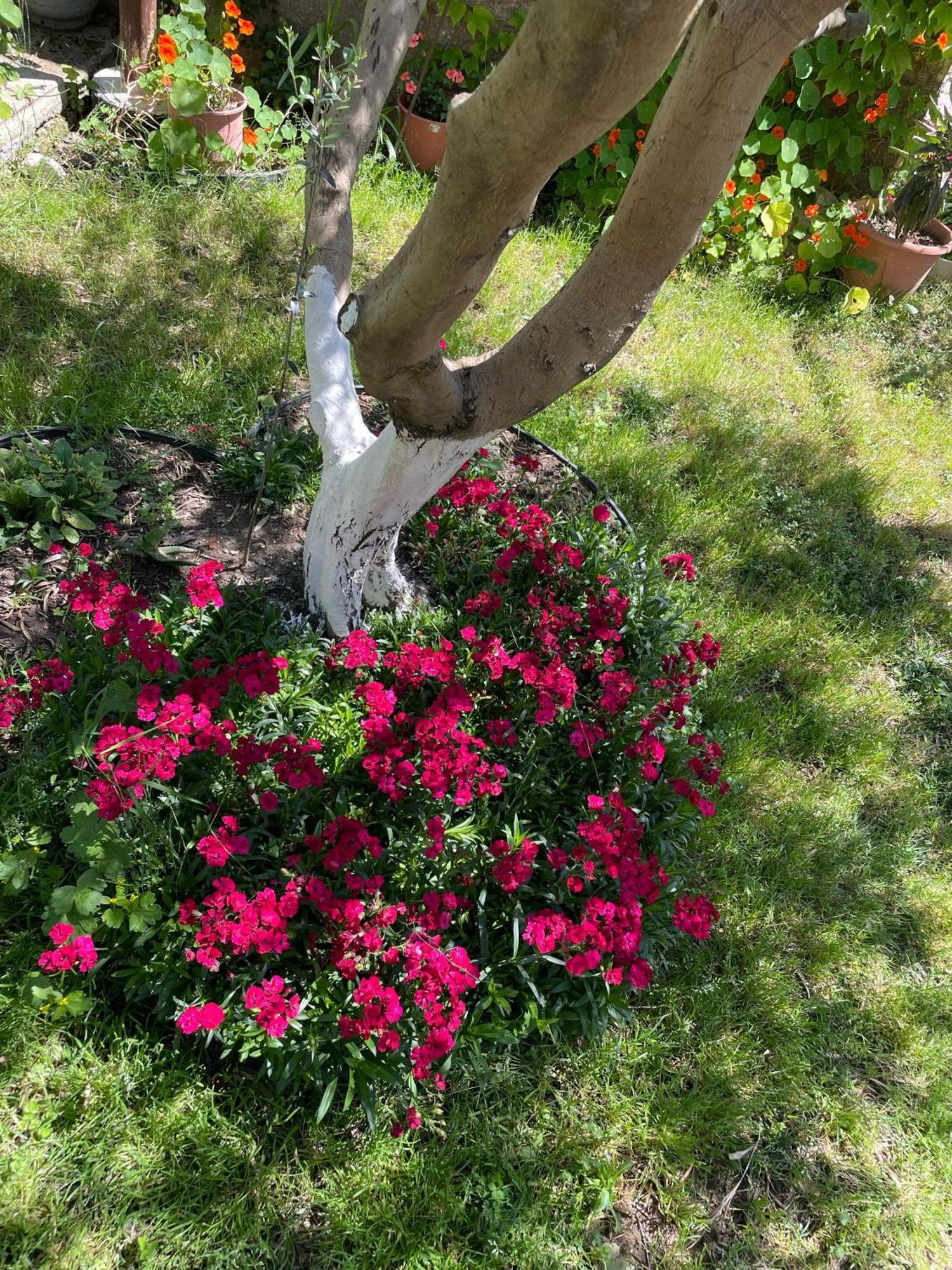 Miracle Garden *